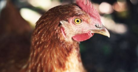 Indonésia não apelará de parecer favorável da OMC à carne de frango do Brasil