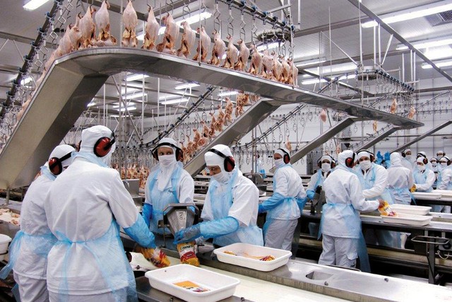 OMC decide a favor do Brasil em painel contra Indonésia sobre exportação de frango